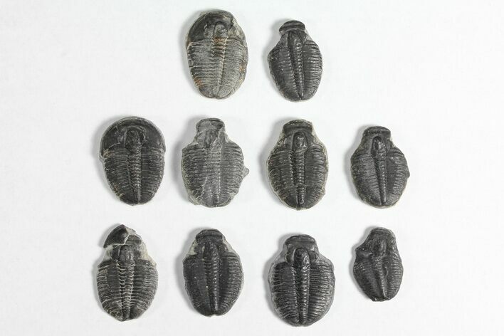 Lot: / Elrathia Trilobite Molt Fossils - Pieces #92057